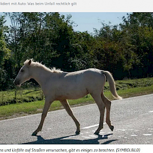 Das war so nicht vorgesehen: Wenn Pferde ausbrechen und Unfälle auf Straßen verursachen, gibt es einiges zu beachten. (SYMBOLBILD) Das war so nicht vorgesehen: Wenn Pferde ausbrechen und Unfälle auf Straßen verursachen, gibt es einiges zu beachten. (SYMBOLBILD)