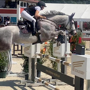 mit freundlicher Genehmigung von Rimondo: Attack van't Koningshof: Springpferd, 19 exklusive Videos, Pedigree, Ergebnisse