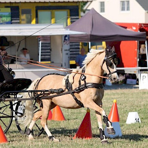 🏆Ichenheim: Doppel-Gold & Single-Silber-Erfolg bei den Baden-Württembergischen Meisterschaften U25 im Fahrsport! 🏆